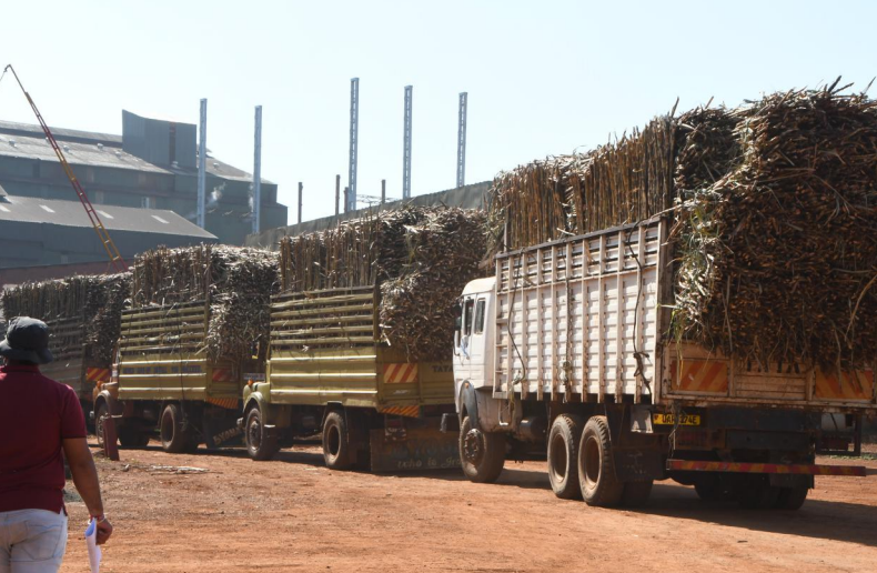 Trucks shipping sugarcane in Uganda